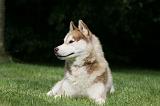 SIBERIAN HUSKY 975